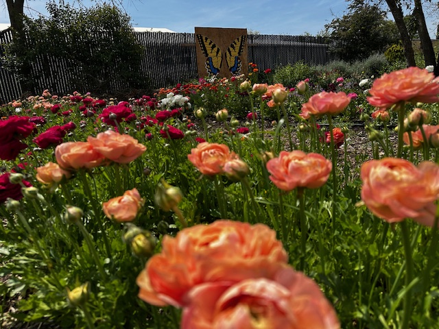 A vibrant shot of the ranunculus blooms part of the U-Pick flower field with a butterfly mural at AGO Gardens in Gilroy