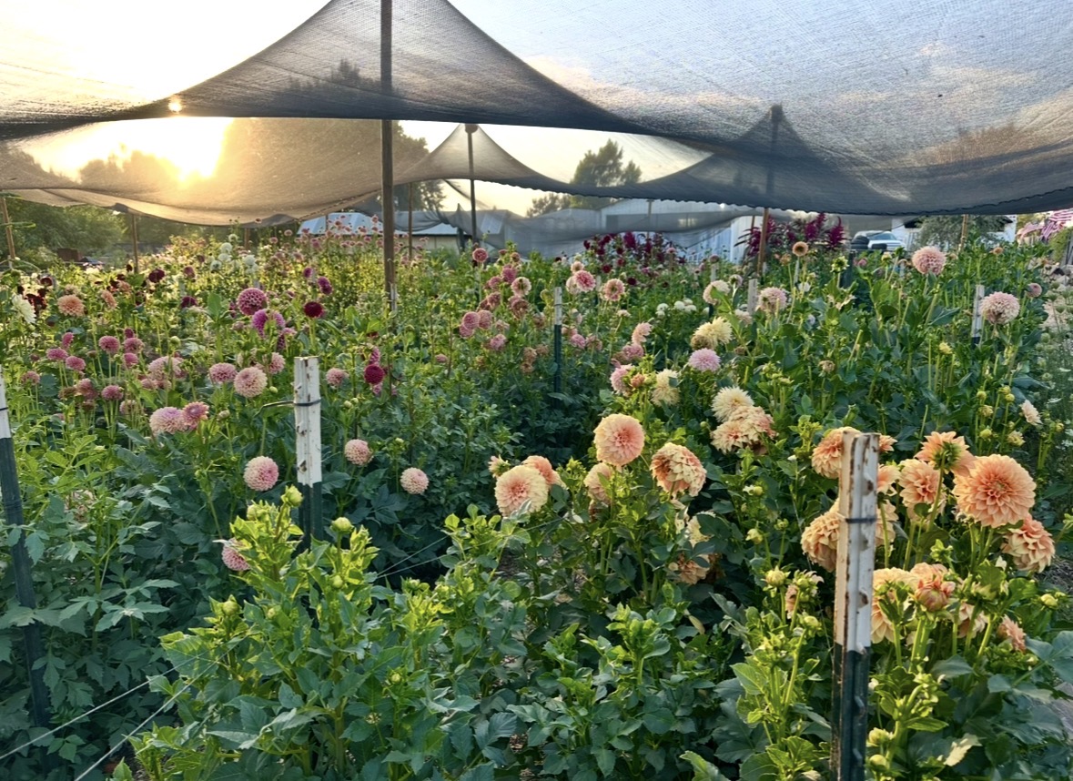 Dahlia field in bloom
